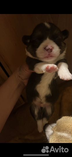 Щенки корги