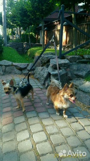 Зоогостиница. Частная. VIP. индивидуальный подход