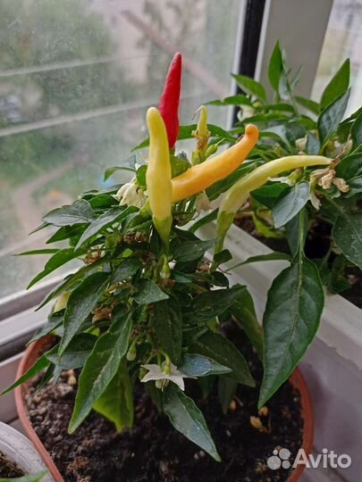 Мята, Перец острый