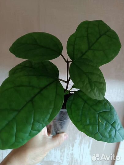 Клеродендрум Томпсона