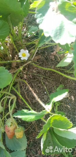 Клубника многоразовая
