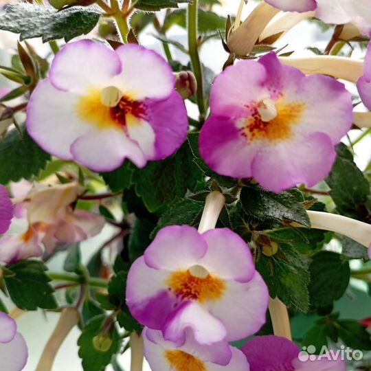 Ризомы ахименесов