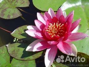 Нимфея (кувшинка) для пруда