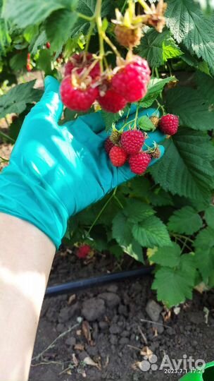 Саженцы ежевики и малины летней и ремонтантной