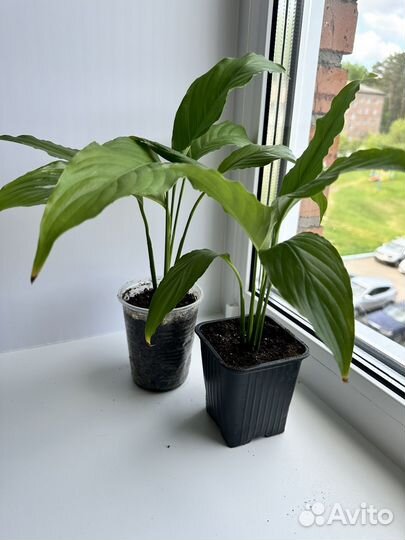 Спатифиллум (женское счастье)