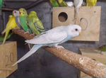 Волнистые попугаи ручные (самки)