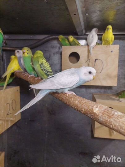 Волнистые попугаи ручные (самки)