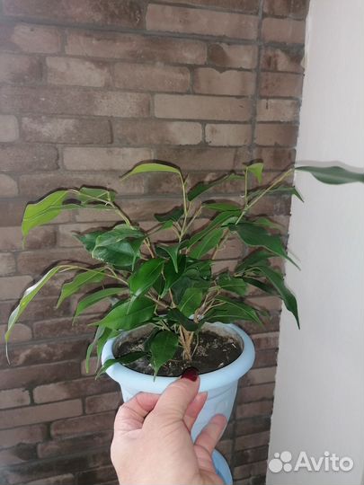 Фикус бенджамина