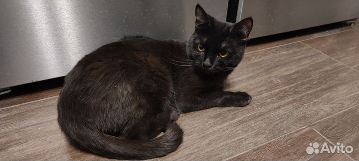 Кот в добрые руки