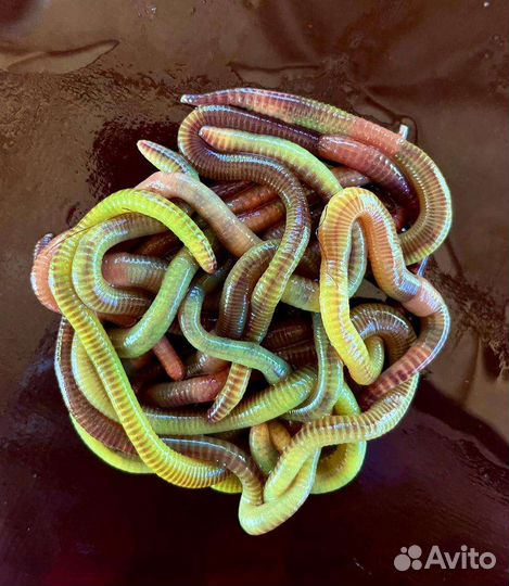 Правильные черви