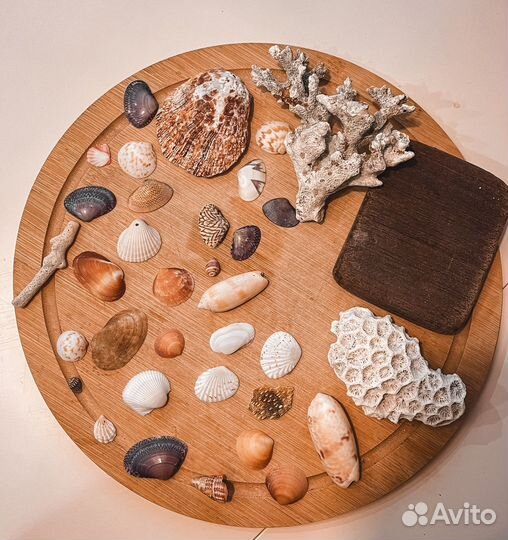 Ракушки и кораллы с Индийского океана