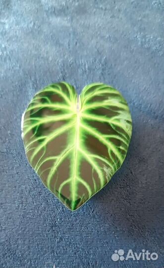 Держатель для телефона попсокет Филодендрон