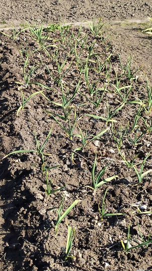 Участок 13,8 сот. (СНТ, ДНП)