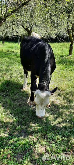 Нетель голштинка