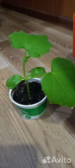 Рассада огурцы балконные