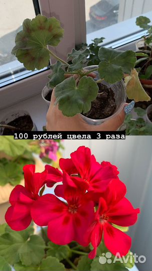 Герань пеларгония