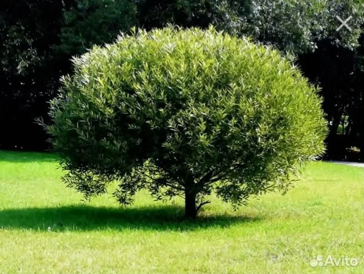 Ива шаровидная Нана