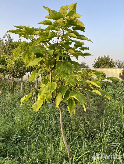 Катальпа Бигнониевидная