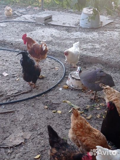 Питух молодой