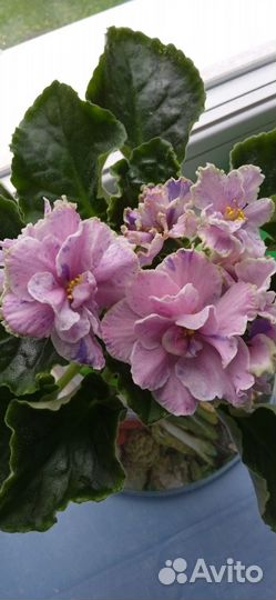 Сортовые фиалки