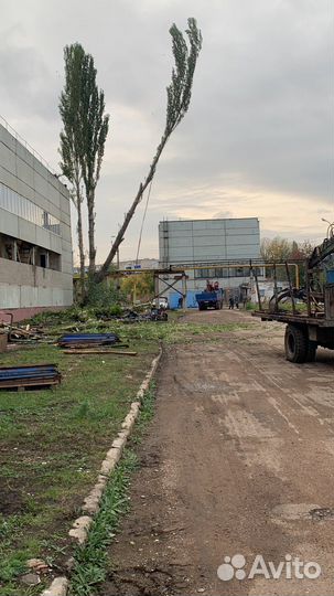 Спил деревьев