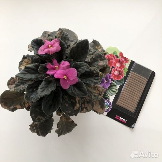 Фиалка в горшке