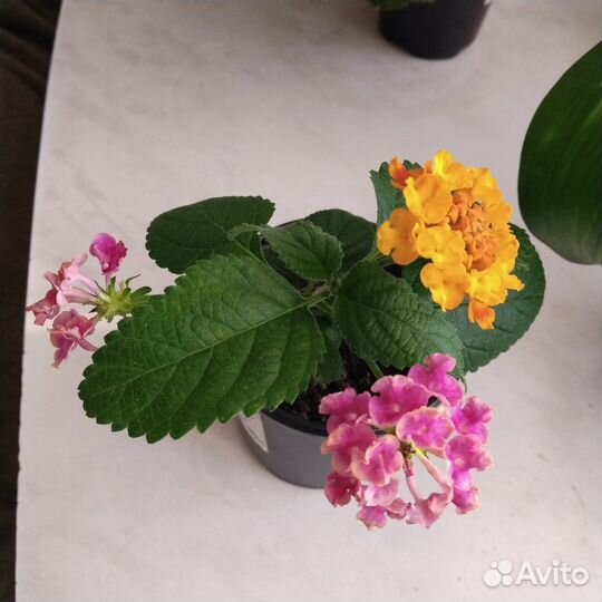 Лантана, уайтфельдия