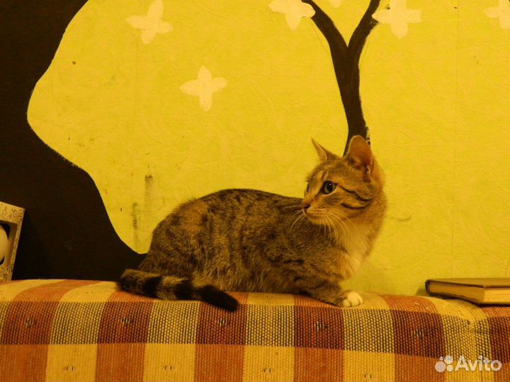 Самый ласковый котёнок в мире