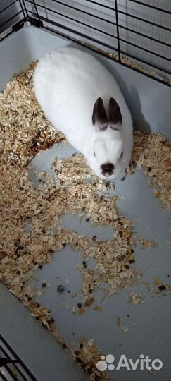 Отдам бесплатно декоративного кролика