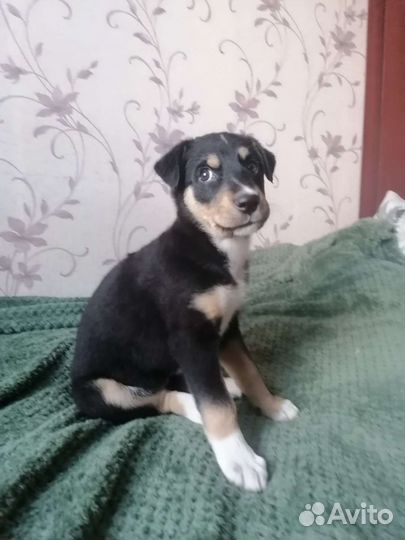 Щенок девочка в добрые руки