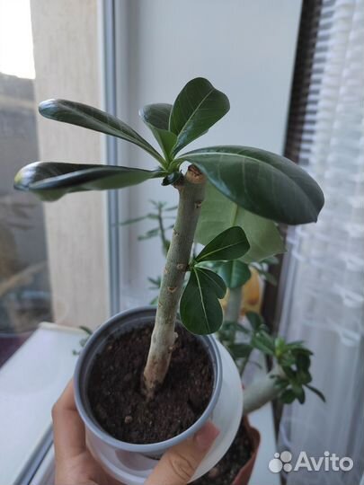 Адениум обесум укорененные черенки