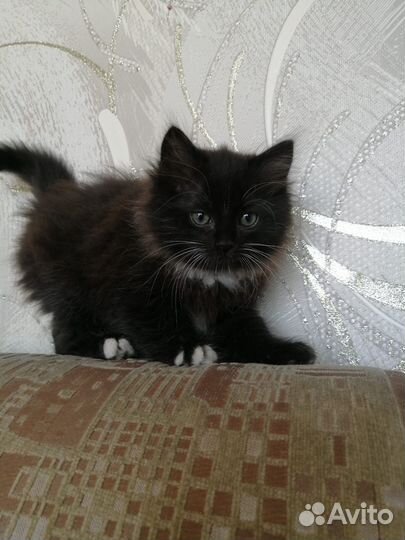 Кошки в добрые руки бесплатно