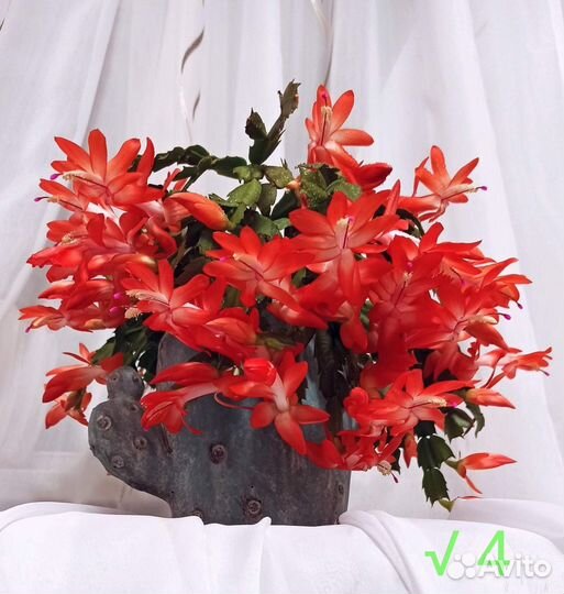 Цветущие кактусы