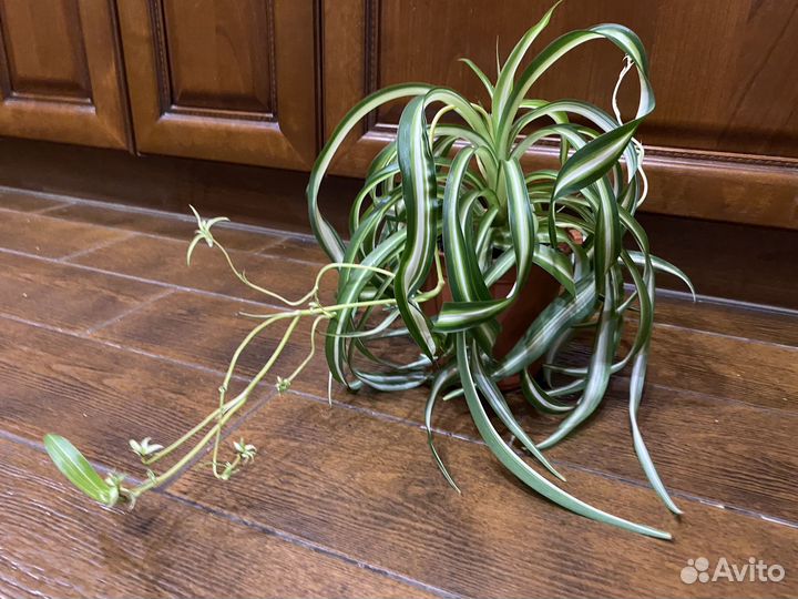 Хлорофитум кудрявый, восхитительное растение