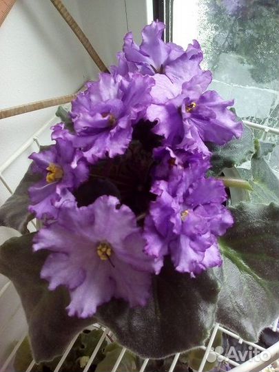 Фиалка сорт. Рассаж. детки, цветущие кусты