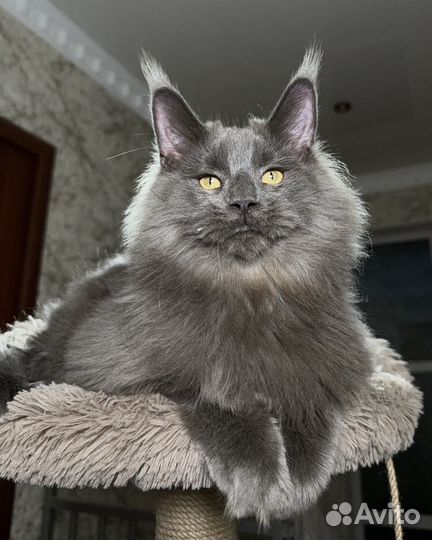 Лев