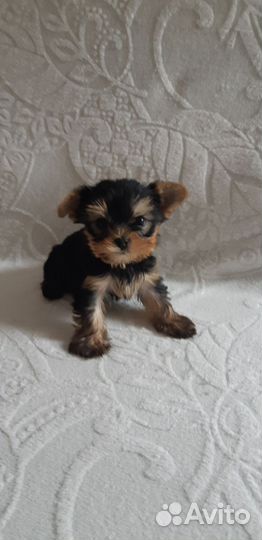 Йоркширский терьер мини щенки бейби фейс