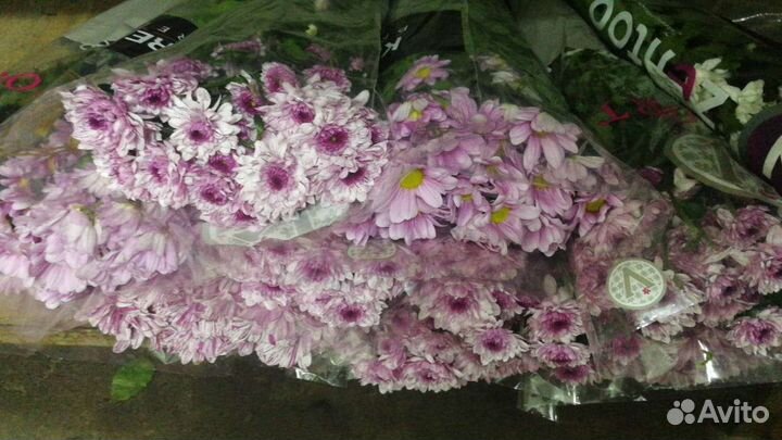 Хризантема кустовая