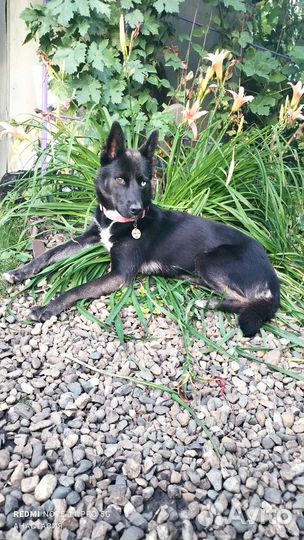 Девочка метис Хаски