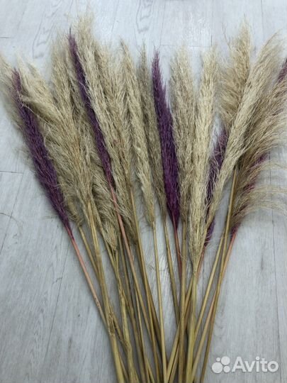 Сухоцветы пампасная трава