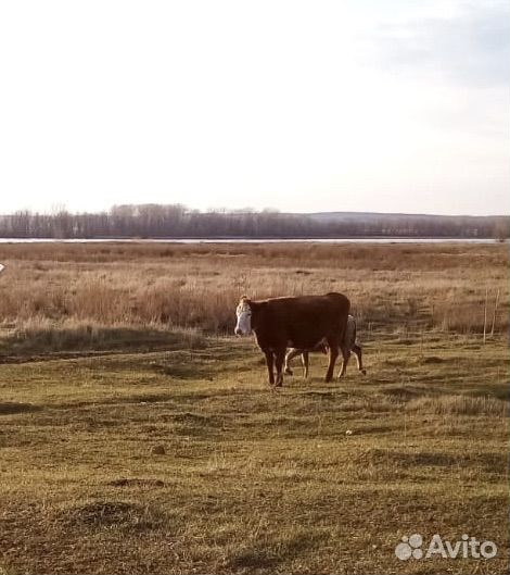 Корова с теленком