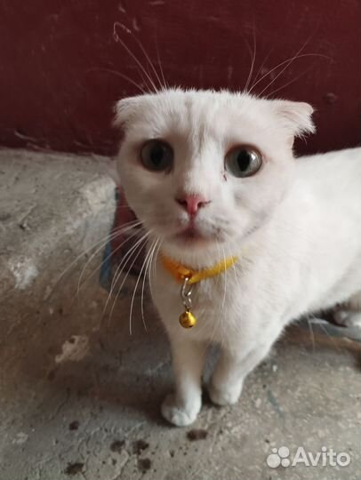 Кошка ищет дом