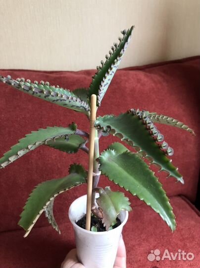 Каланхоэ лечебный