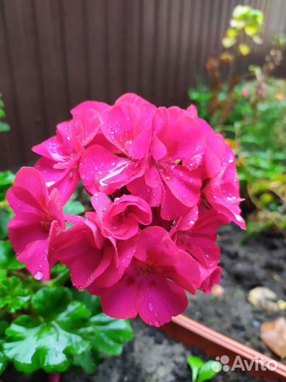 Пеларгония герань