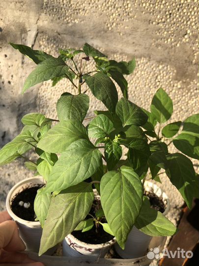 Перец комнатный острый