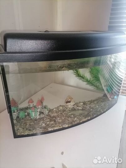 Аквариум