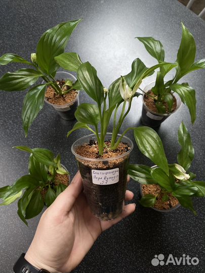 Спатифиллум Перл Купидо