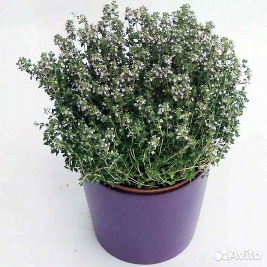 Чебрец лимонный