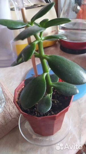 Цветок толстянка/Денежное дерево