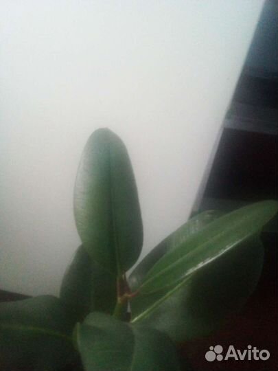 Фикус каучуконосный